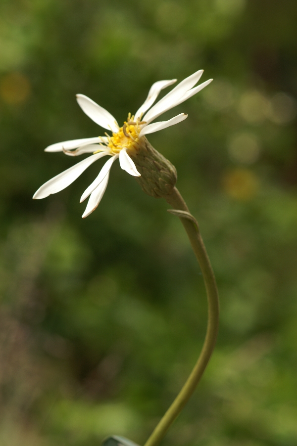 Olearia grandiflora